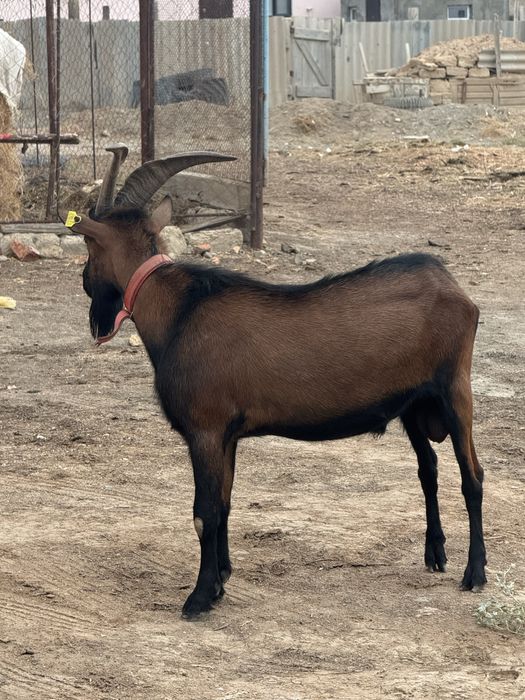 Альпи чех  теке.