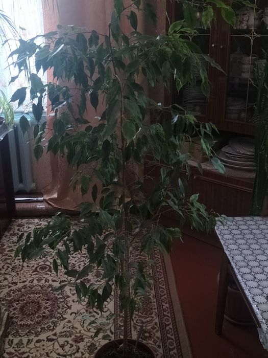 Комнатые и домашрие цветы