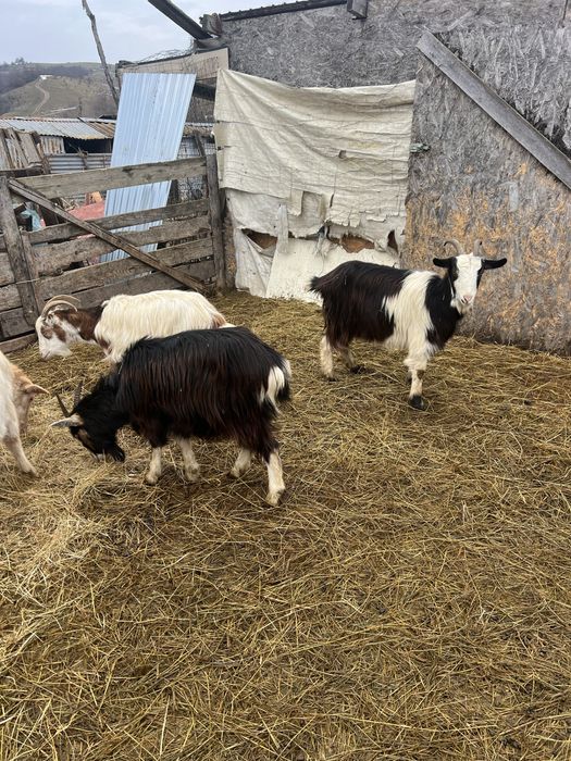 Schimb capre cu vaci , vitei , pui de bivol