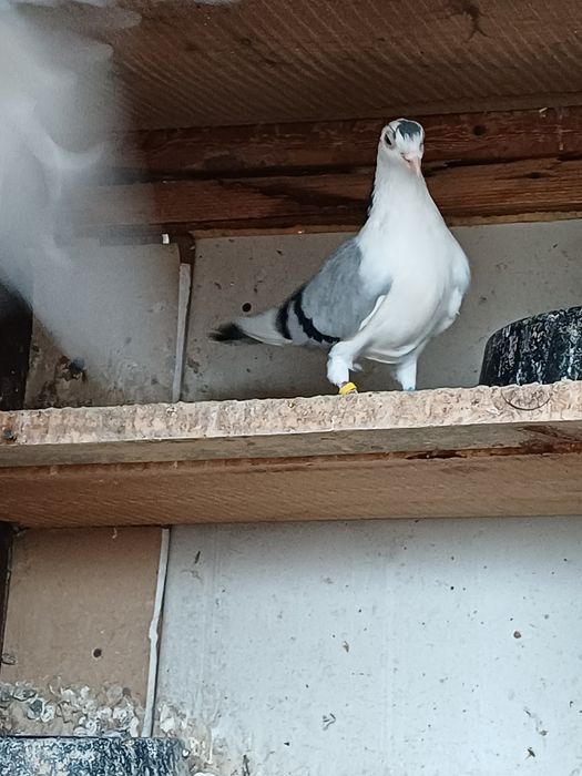 Donez jucatori galatani