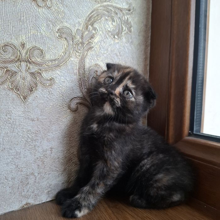 Shotlandskaya koshka