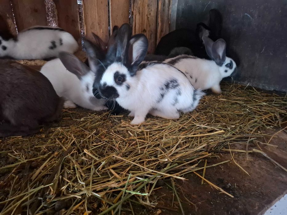 Iepuri fluture german