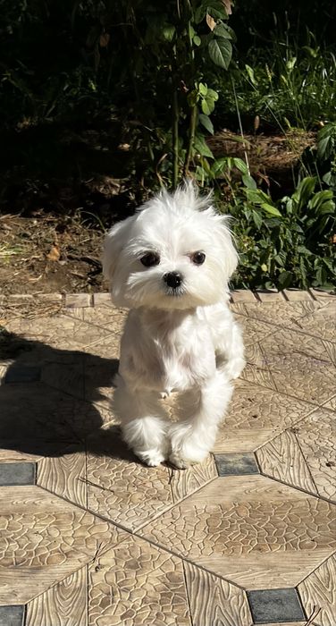 Мальтезе, мальчик-мини, бэбифэйс