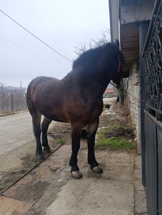 Vând sau schimb cu oi breze