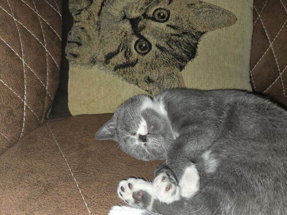 Кошка порода скотиш фолд