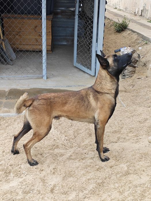 Шенки Бельгийские овчарки