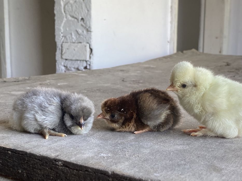 Продам цеплят Ломан браун