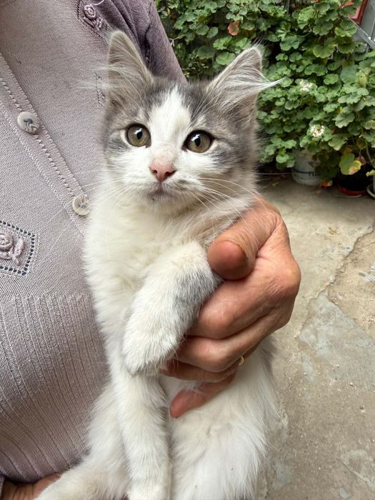3 котенца търсят нов дом