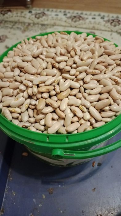 Продам фасоль. 1500.Продам в новом горшке шикарный цветок.