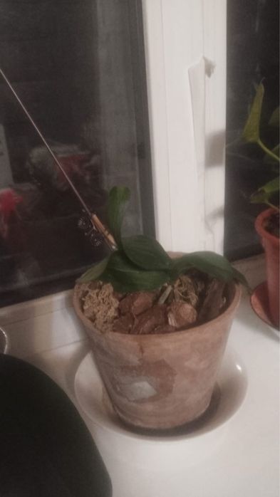 Домашние цветы разные