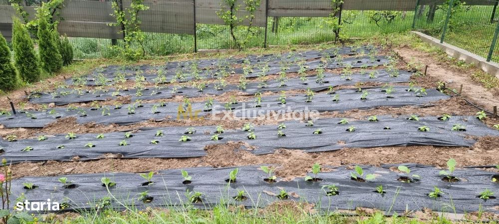 Casă P+M cu 1.558 mp teren, livadă și garaj