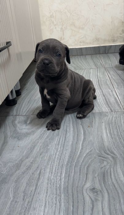 Щенки Кане корсо