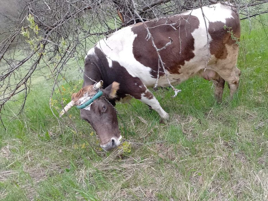 Vaca și junica de vanzare tinere