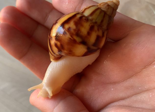 Ulitka Uzbekistan • Snail fermasi •