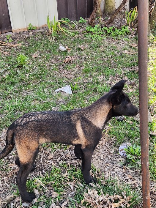 Mascul ciobanesc belgian malinois cu pedigree