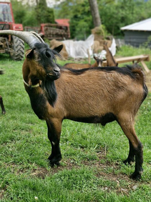 Vând țap alpin francez