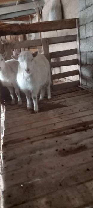 Ешкілер сатылады