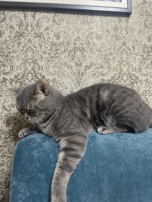 Британский кот в добрые руки