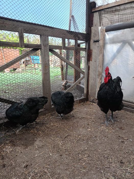 Продам куреи  домашние