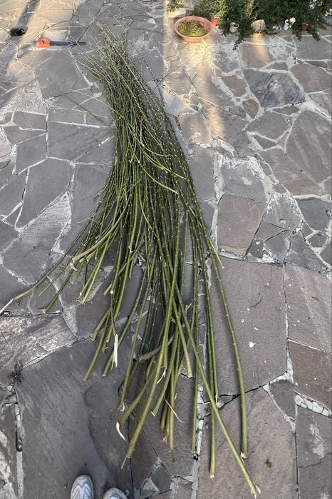 Извилистые ветки ивы, березы