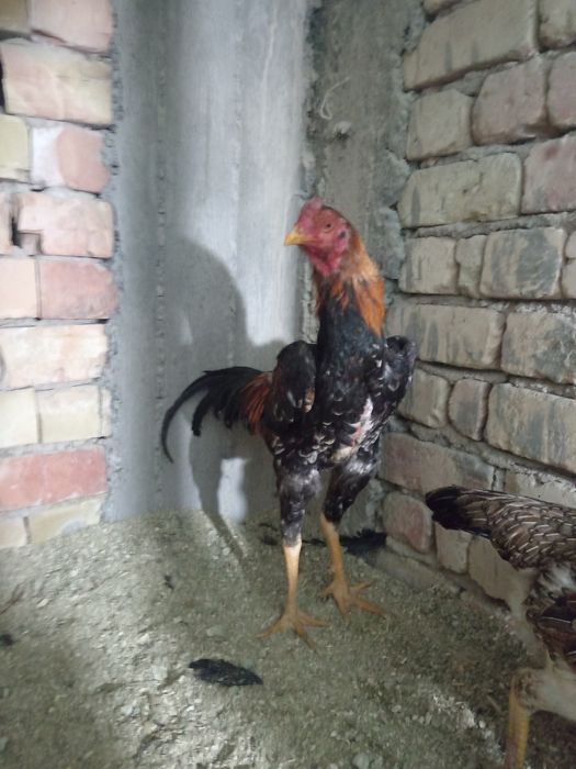 Дакан тухуми сотилади