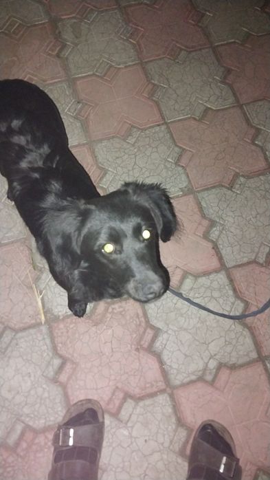 Щенок Спаниэль помесь с дворянгой