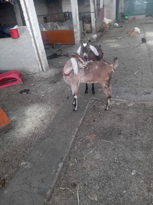 Vând două capre foarte bune