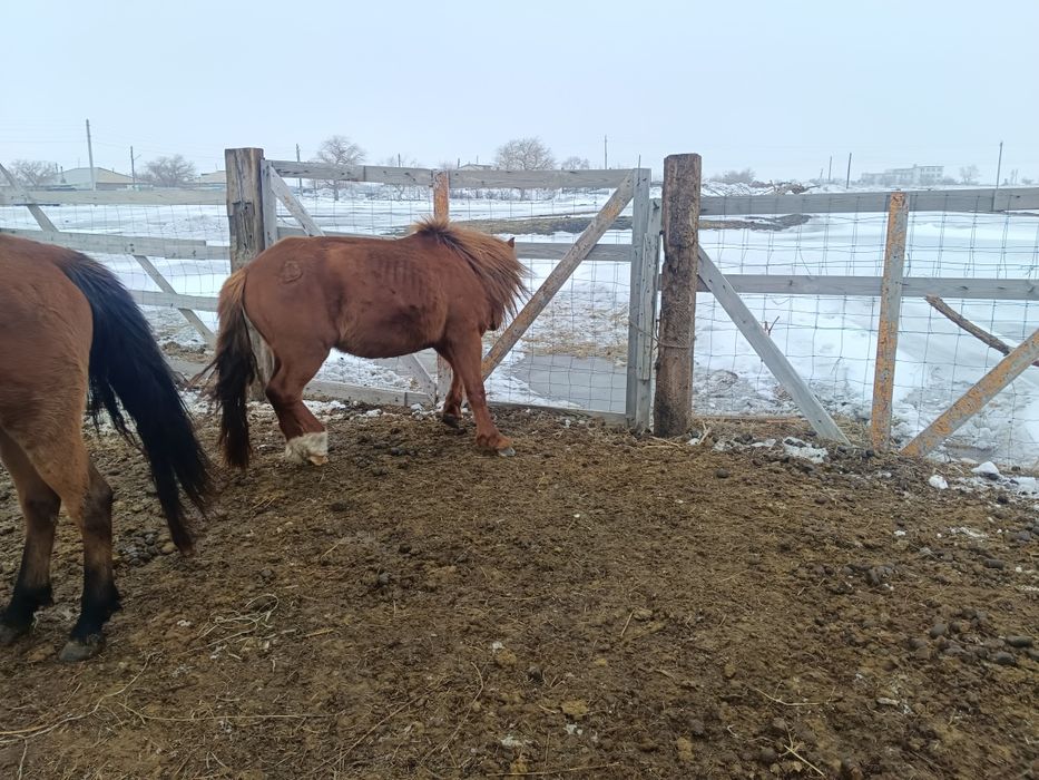 Айғыр сатам немесе ауыстырамын