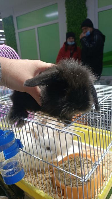 Вислоухие кролики декоративные