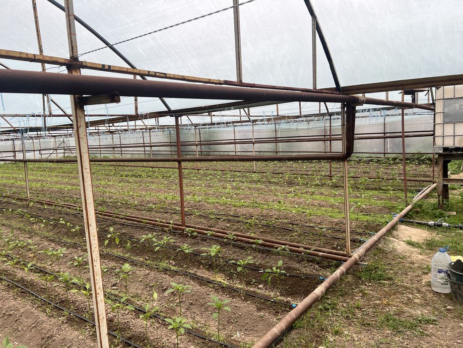 teplitsa sotiladi ataplenyalari bilan