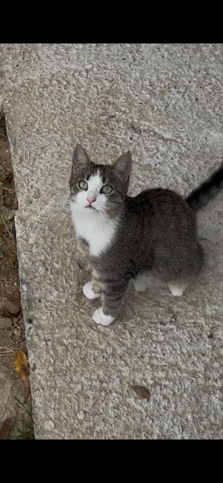 Кошечка в отвественные руки