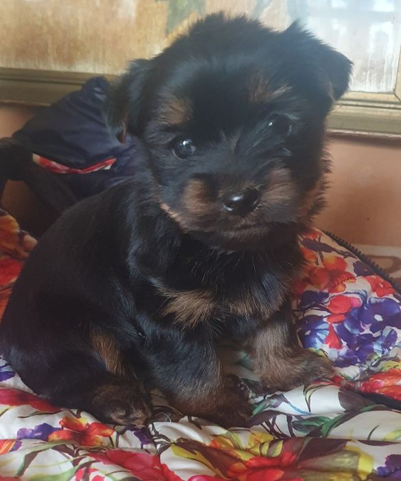 Малко мъжко йорки