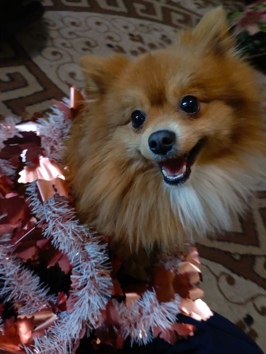 Вязка. Шпиц ищет подружку