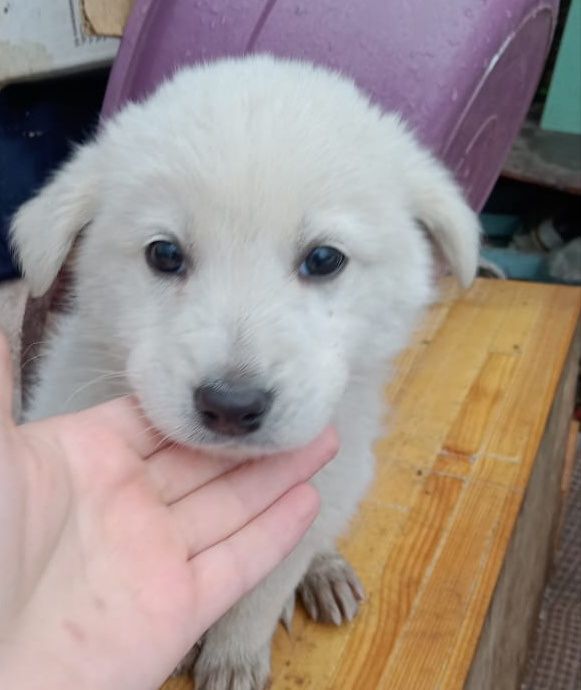 Отдам щенков в хорошие руки