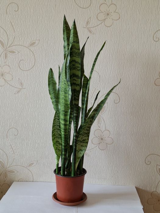 Сансевиерия (щучий хвост)