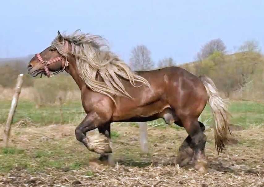 Manza 5 luni breton comtois