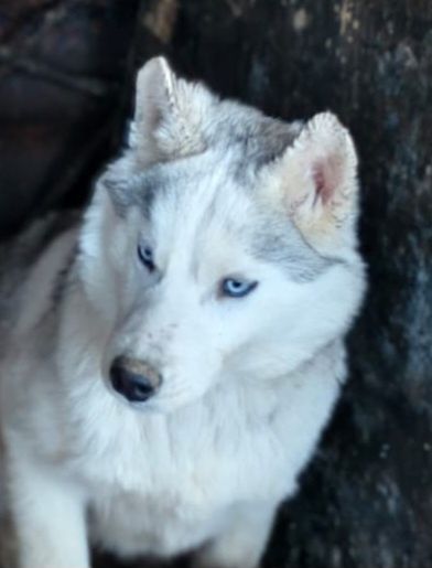 Щенки сибирской хаски.