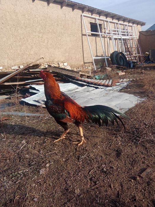 Дакан қораз сатылады