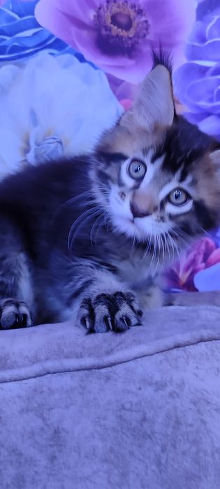 Продам  котенка мальчика Мейн-Кун.