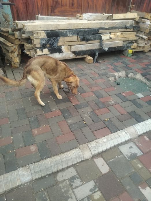 Отдадим в заботливые руки