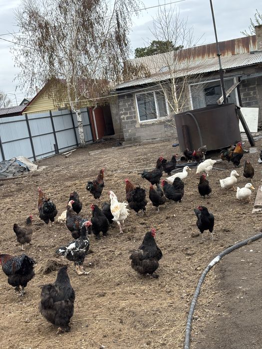 Продам петушков красивые чистопородные