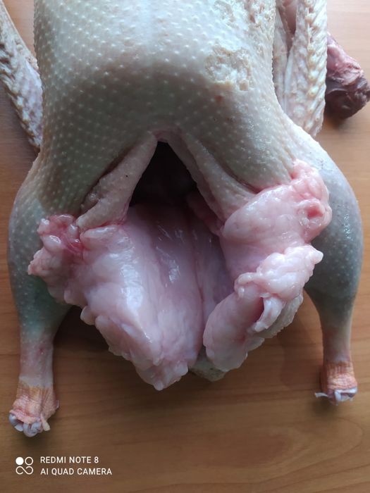 Продам гусей жирных!