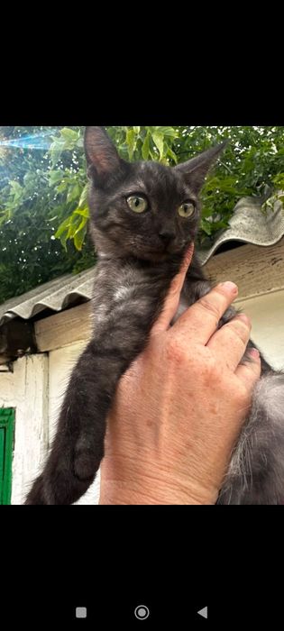 Котята бесплатно