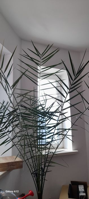 Финиковая пальма