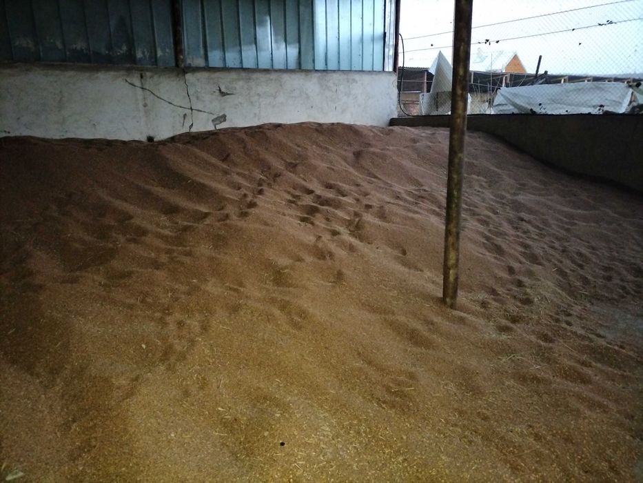 Grau panificație 40 tone 1,10 lei/kg negociabil