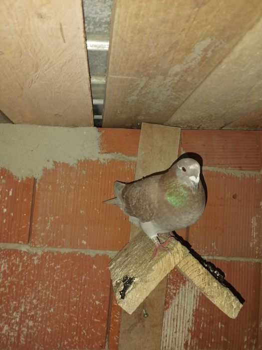 Porumbei voiajori rosi