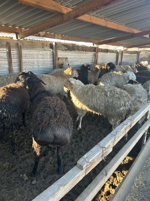 тоқтылар сатылад