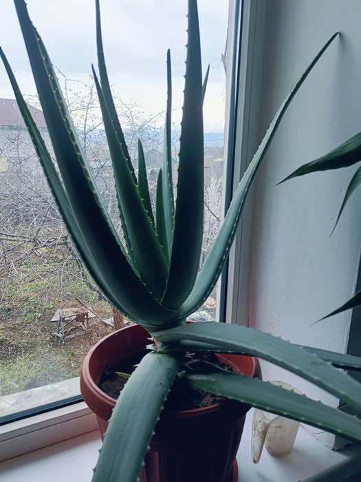 Продам домашние цветы