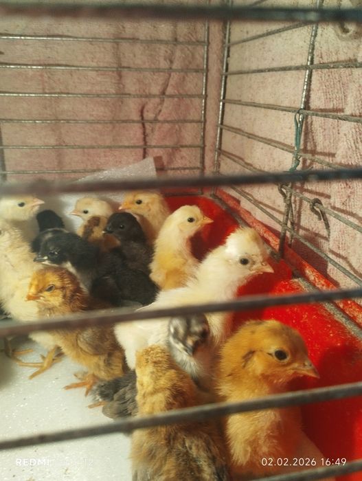 Домашние цыплята