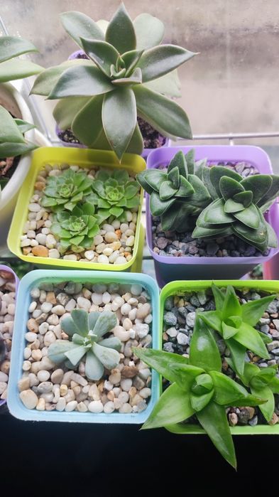 Суккуленты отростки